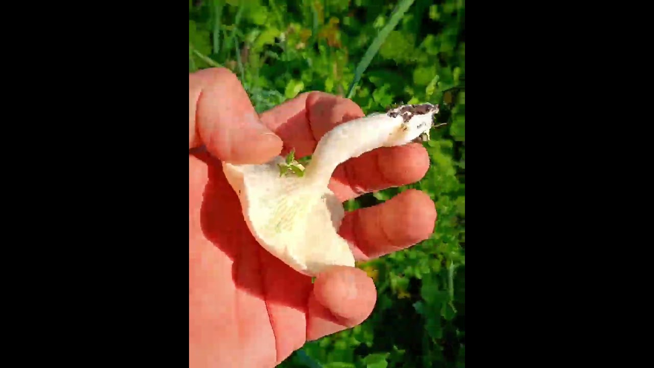 01 11 2024 Alla ricerca dei funghi Dabs (pleurotus eryngii varietà alaeoselinii)