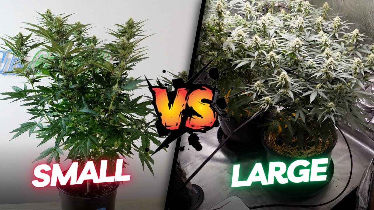 Growing Cannabis in Small Containers vs Large Containers!