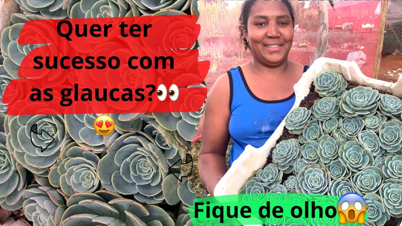 Como ter sucesso no cultivo das Glaucas 😍