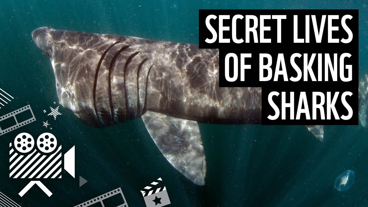 Robot cameras reveal secret lives of basking sharks | WWF