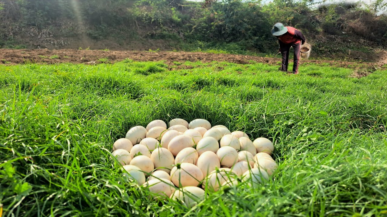 Wow unique  !A farmer walked along the bank of a stream and picked a lot of duck eggs in the grass.