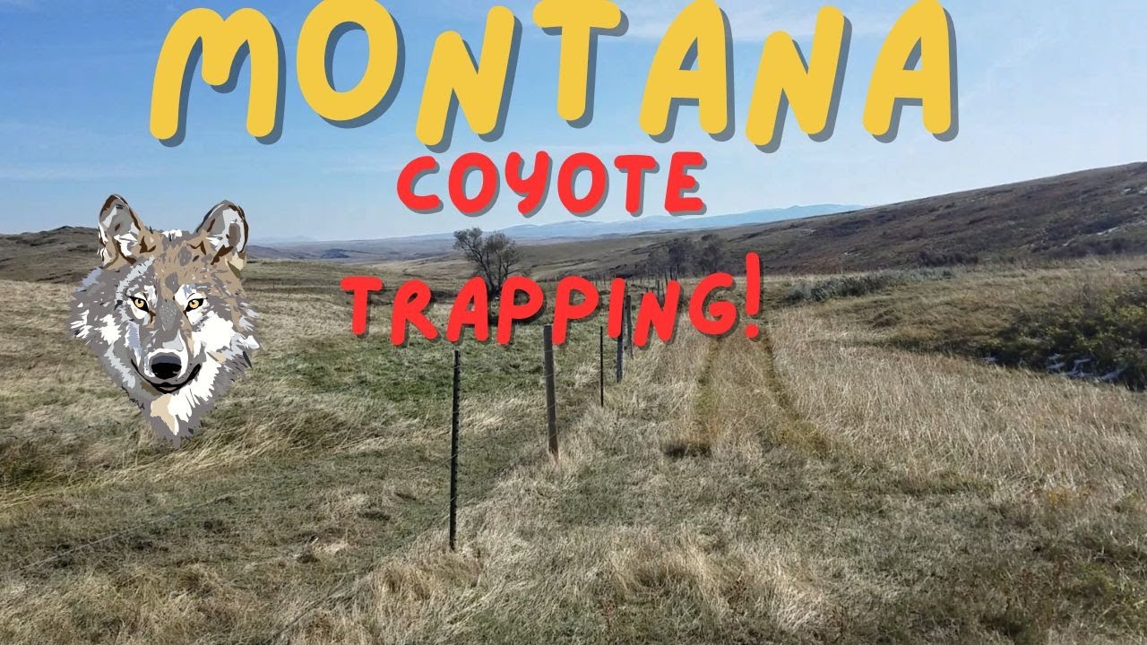 Отлов в Соединенных Штатах; Монтана #отлов #койот #наборотней#лиса