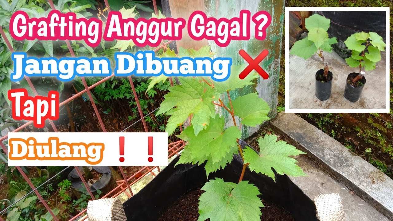 Cara Sambung Ulang Grafting Anggur Yang Gagal❗❗❗🍇🍇🍇