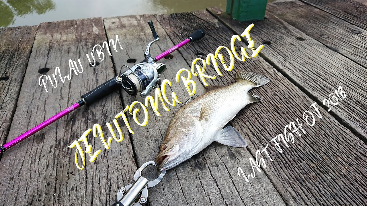 Pulau Ubin Fishing: Barramundi Luring at Jelutong Bridge