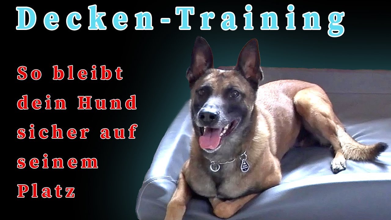 Hund auf seine Decke schicken - So bleibt dein Hund sicher auf seinem Platz liegen