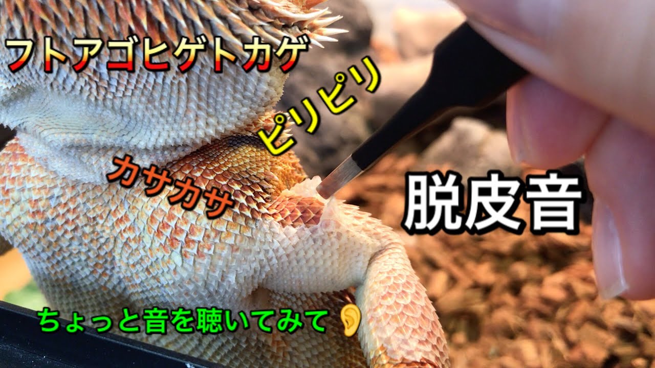 ちょっとしたASMR？フトアゴヒゲトカゲの脱皮音【BGMなし】