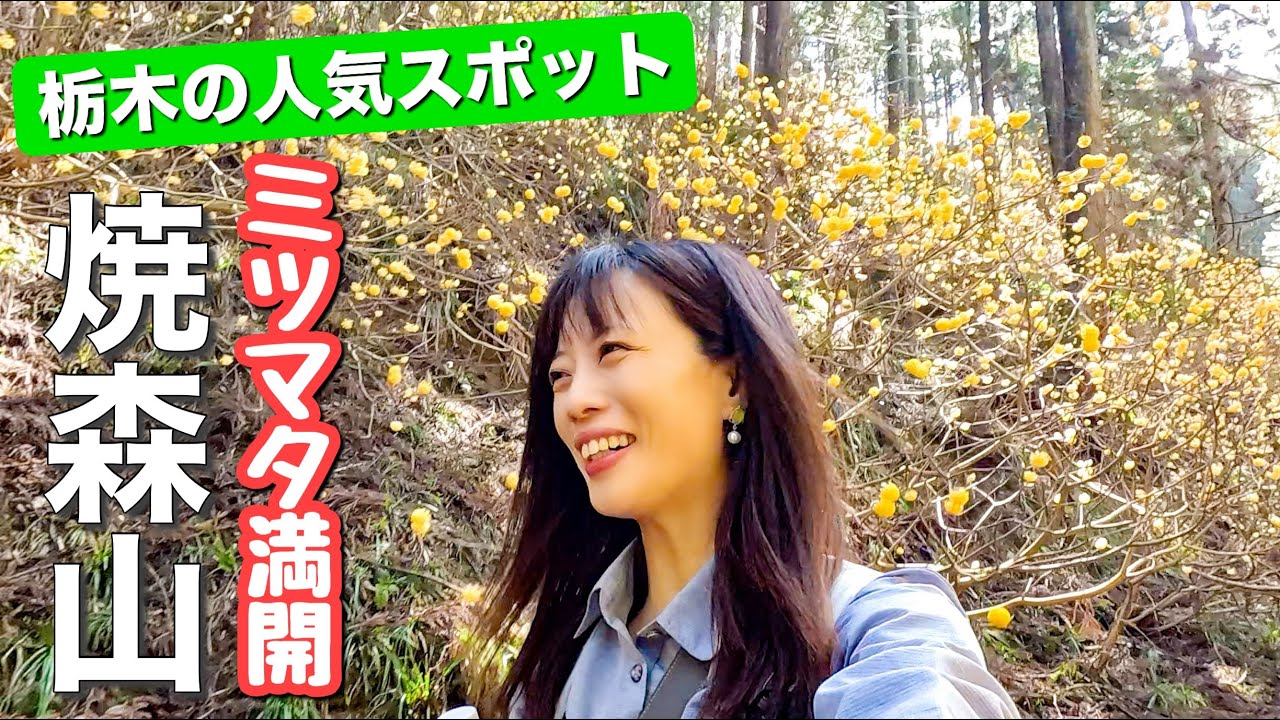 【憧れのミツマタ】遠路はるばる600km！焼森山のミツマタを見てみたい！あど名山6座目は栃木県の焼森山＆ミツマタ群生地