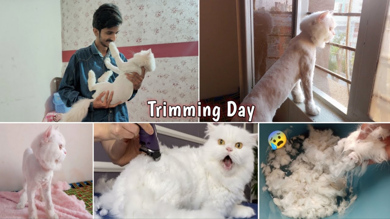 Max ki trimming kar de 😧❤| Persian Cat Trimming At Home | Rehan & Max