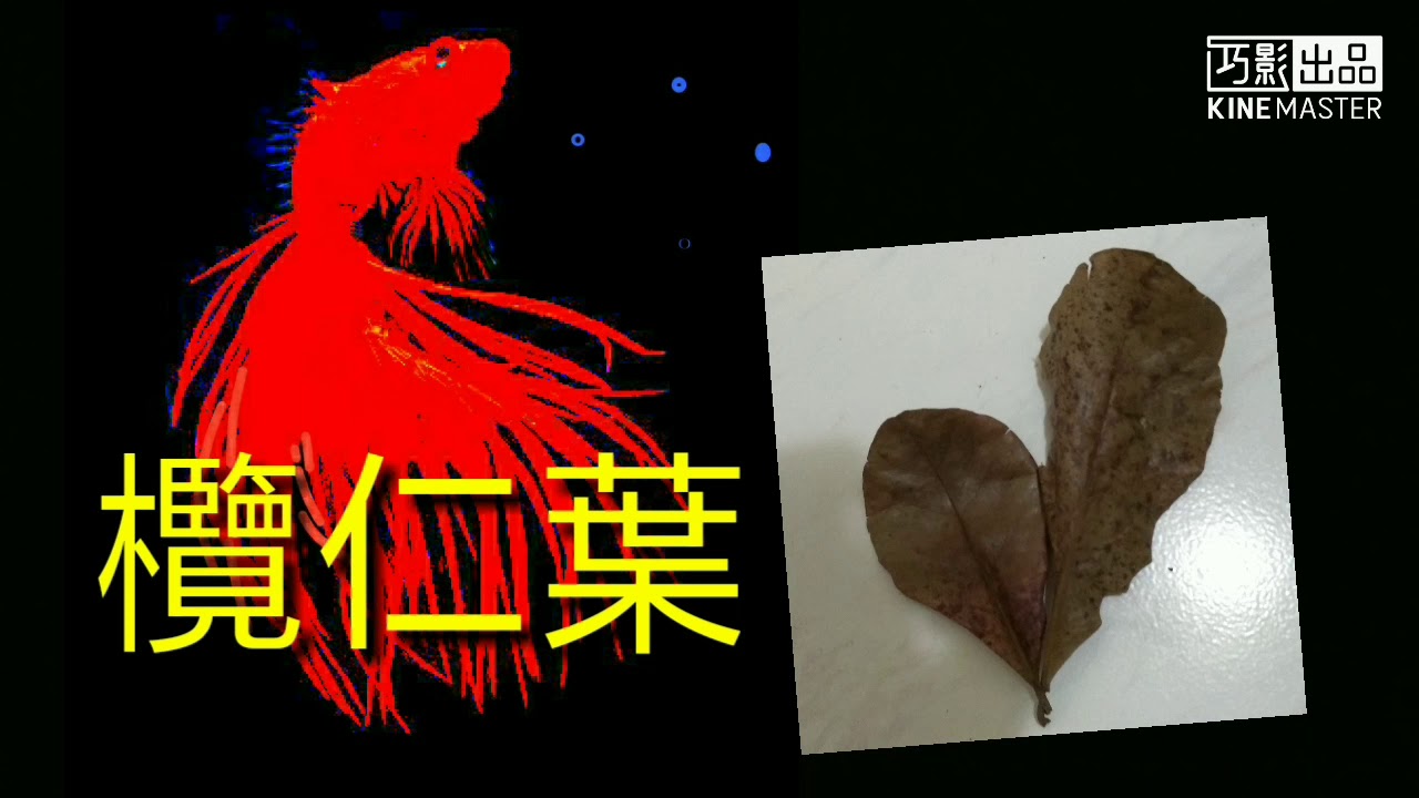 水族  鬥魚  欖仁葉效果真的有那麼神奇嗎？