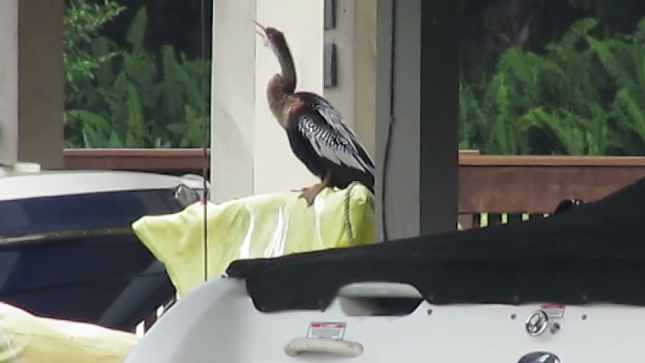 Anhingas in lake Osceola