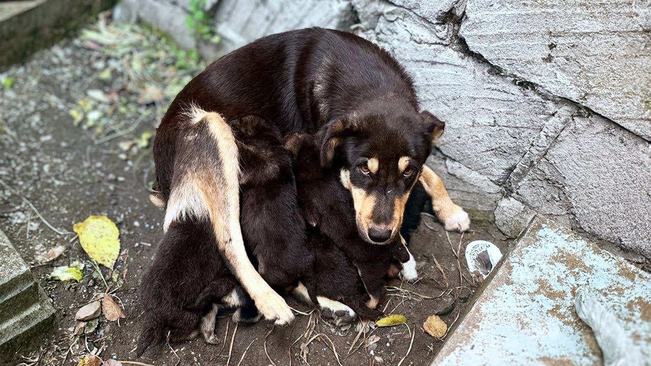 She Hid Her Puppies in a Cemetery… What We Found Was Heartbreaking