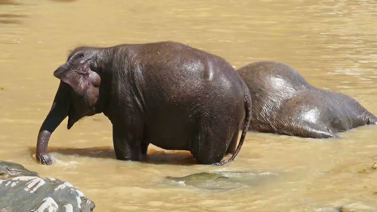 Слоненок , Слон играет в воде , Звук слона , Настоящее видео слона
