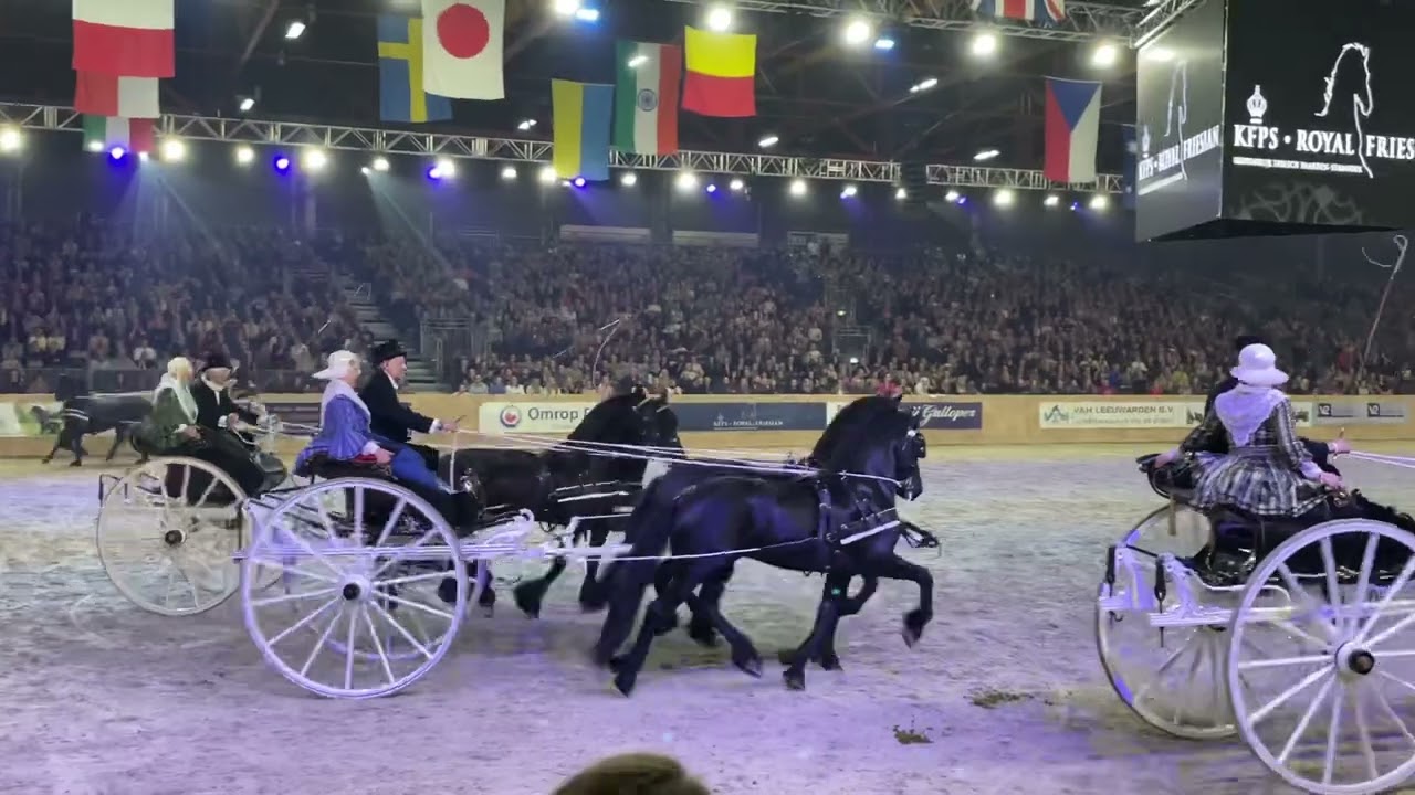 Friesian Quadrille at 2023 #Friesian show in Leeuwarden, Holland