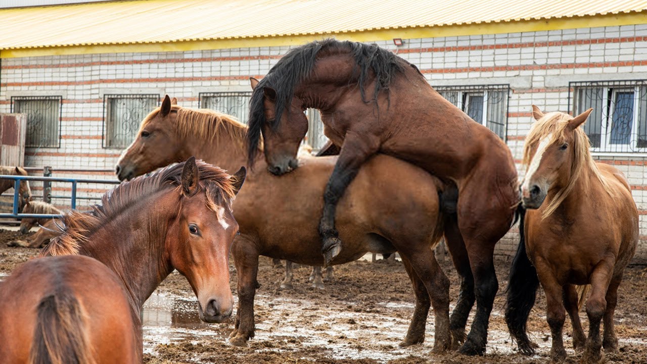 Symptoms and Stages of Pregnancy in Horses