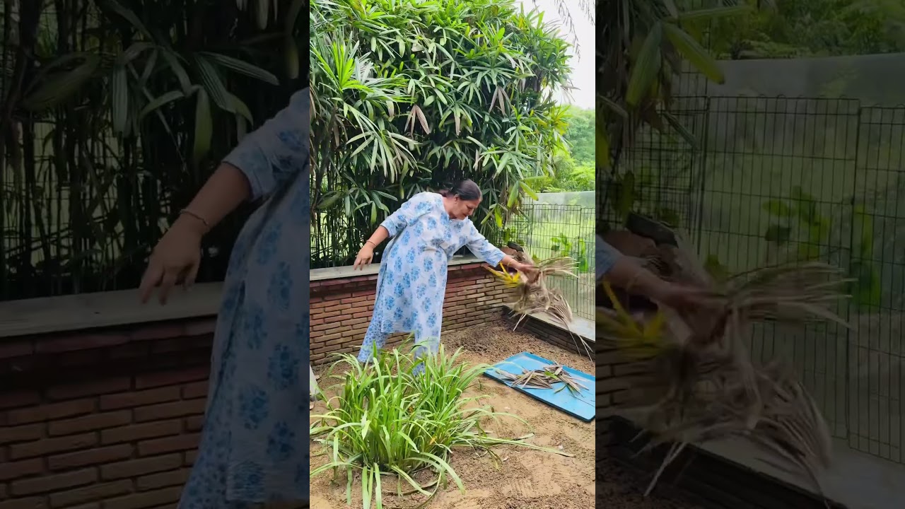 Farmhouse Cleaning Day 🌿 | Removing Dry Leaves & Weed Grass | Khatti Meethi Rasoi