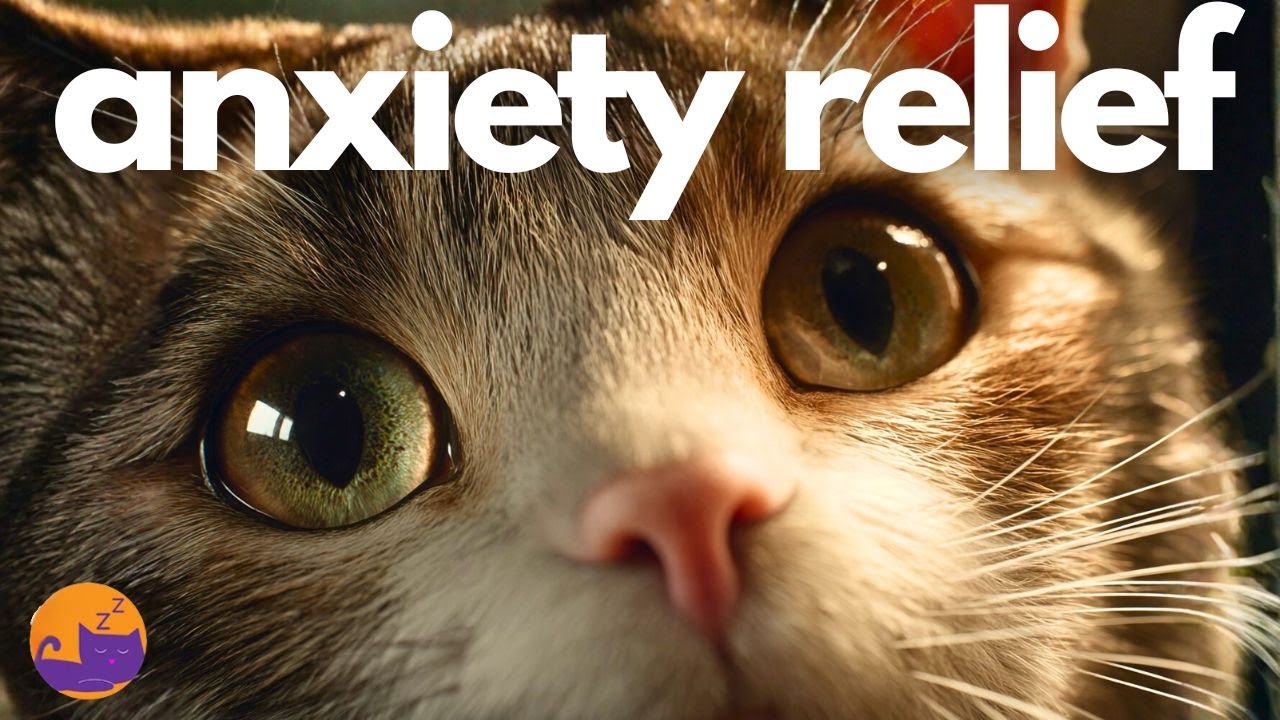 Anxiety Relief Music for Cats - Soothing Melodies for Lonely Cats 🐱❤️‍🩹