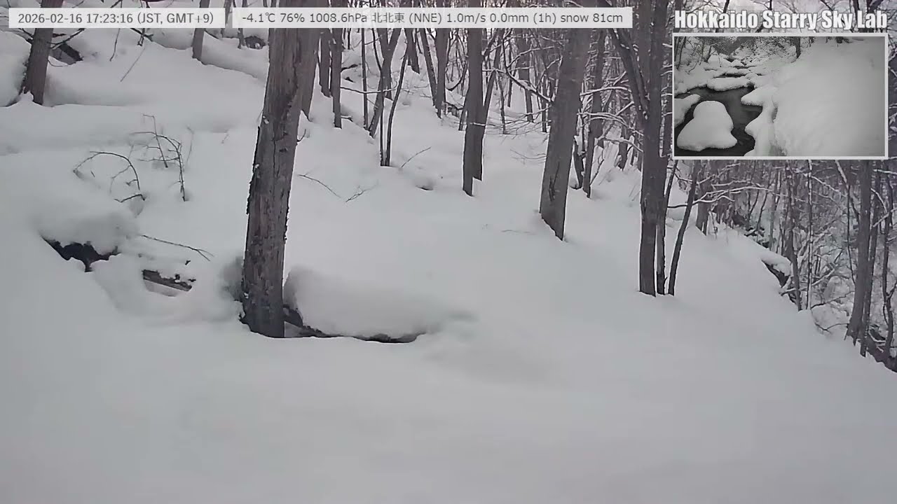 【Live 24/7】🐦北海道の沢と野鳥の声｜癒しの自然音ライブ｜Stream & Birds Sound