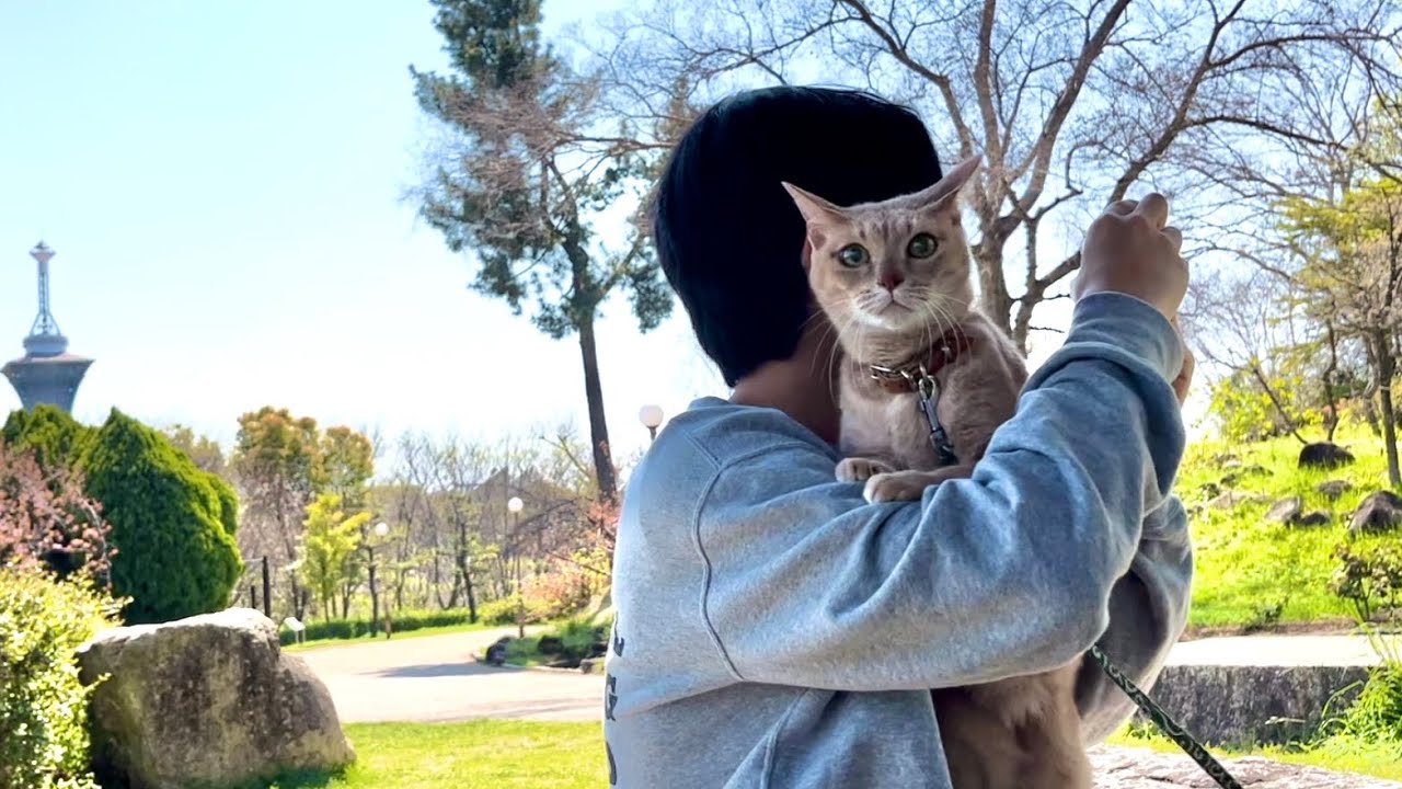 お花見デートで息子に抱き着きたくなった猫