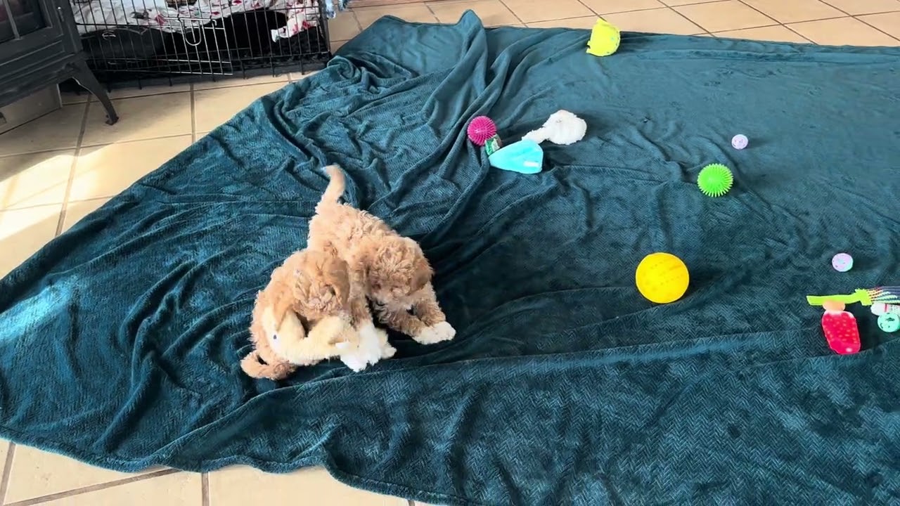 Female Bichon Poodle puppies for sale! 