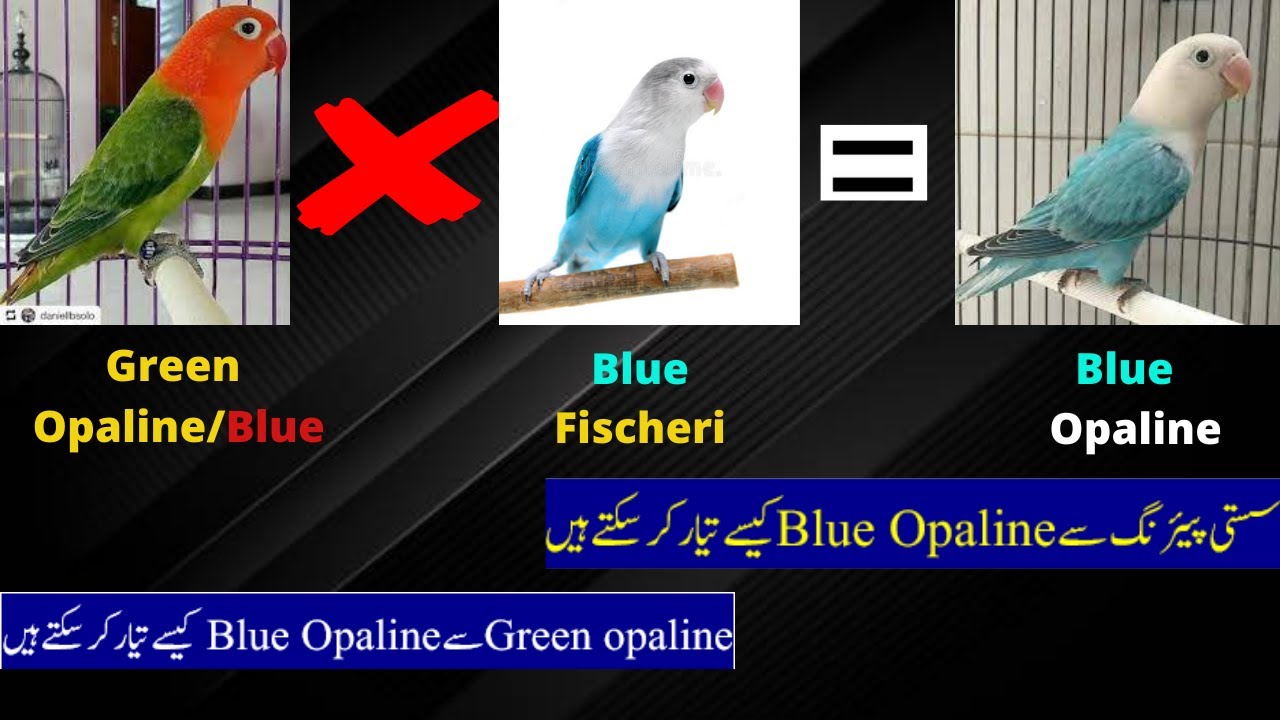 Best pairings for blue opaline | Blue Opaline Working | Green to Blue Combination