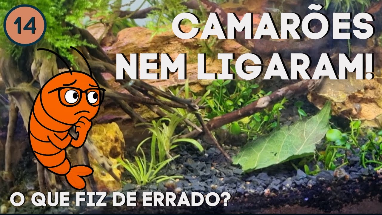 Folhas de amora para camarões neocaridina? Vlog extra | Vlog 14
