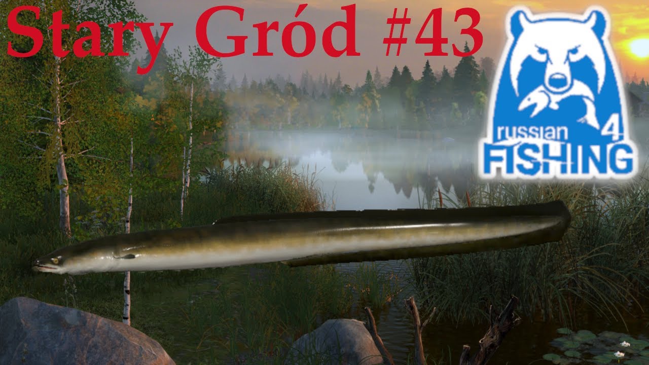 Russian Fishing 4 - Węgorz Eel Feeder spot Jezioro Stary Gród #43