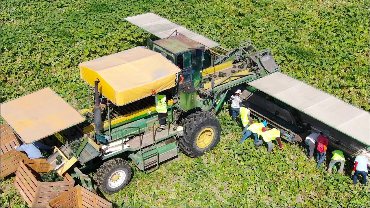New Zealand, North Island Farming Compilation | Pumpkin -  Squash - Kiwi's and Maize  [Dronly]