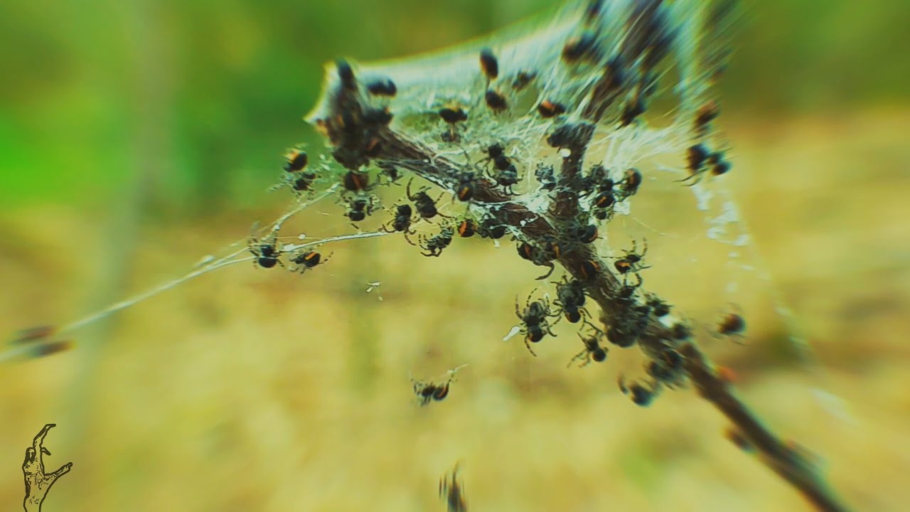 SOM 101 - CBD (Official Music Video)