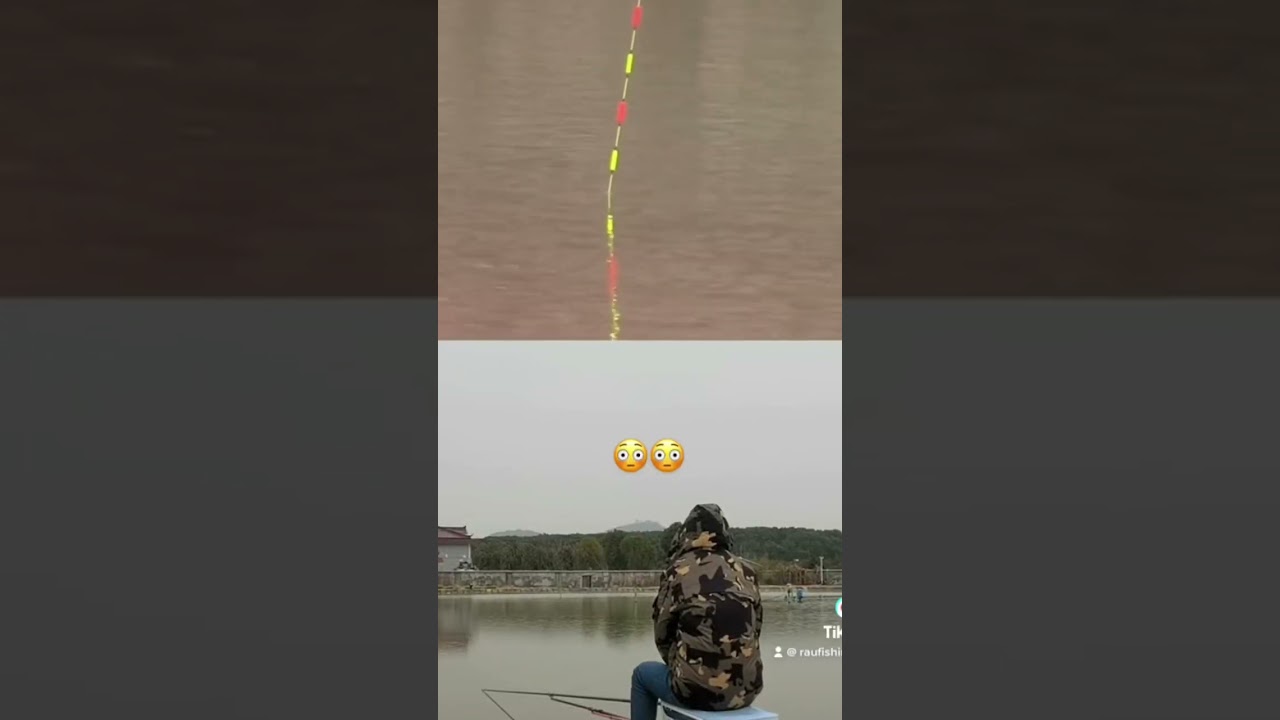 Nhịp phao hố đấu | săn trắm đen #fishing #cautramden #carpfishing #funny