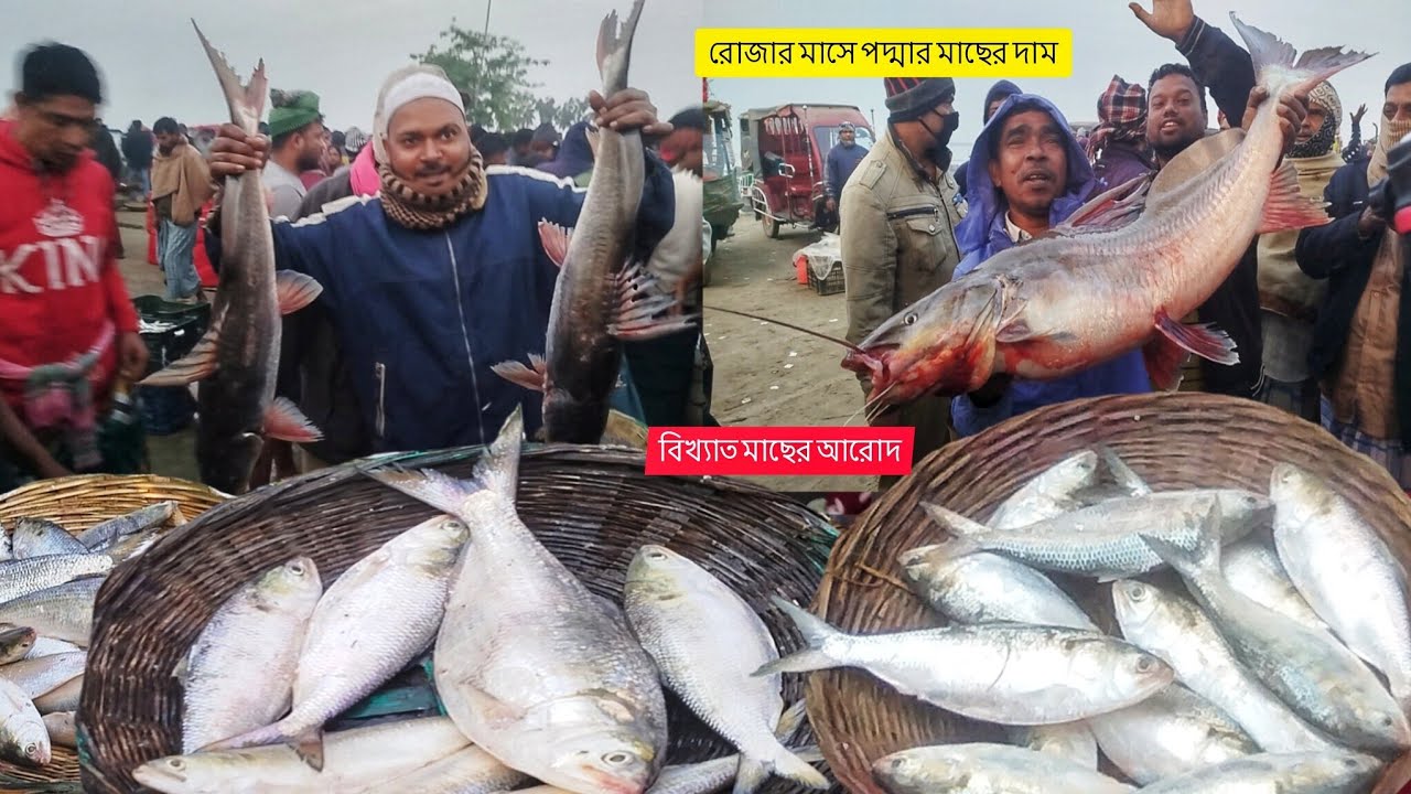 রোজার মাসে পদ্মার রুপালী আইর মাছ রুপালি ইলিশ দাম শুনলেই অবাক হবেন