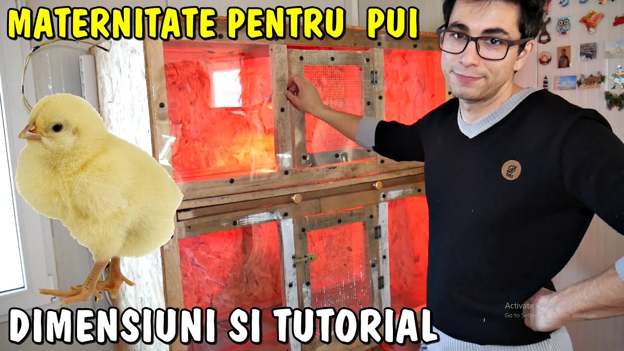 Am construit o maternitate pentru puii de găină - Viața la țară -