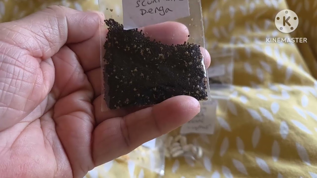 Распаковка посылки с семенами из постели больного 🤒 🤢