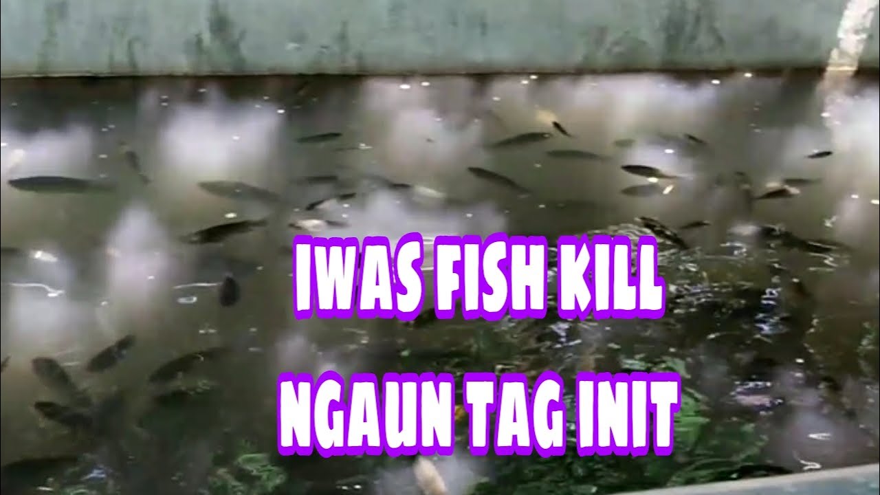 v#32 PANO MAIIWASAN ANG FISH KILL NGAUN TAG INIT /BACKYARD CONCRETE TILAPIA POND