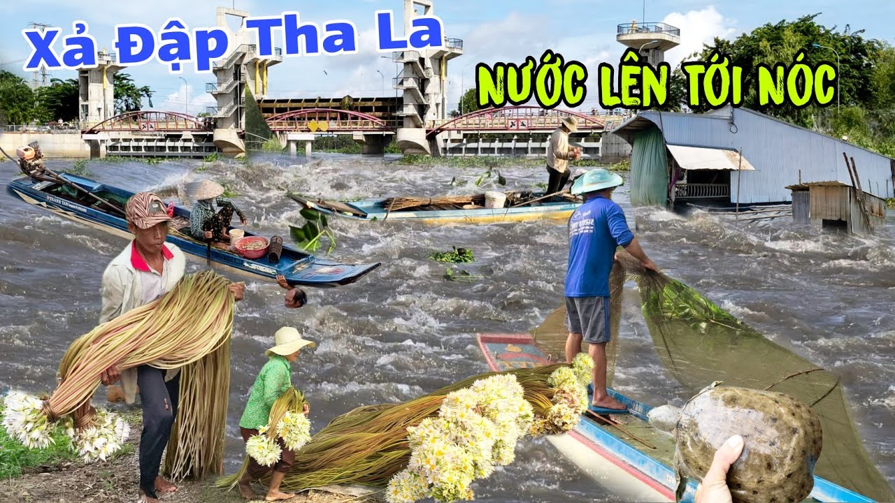 Trực tiếp : Xả Đập Tha La nước lên tới nóc Người dân Việt Kiều Campuchia săn bắt mùa nước nổi 