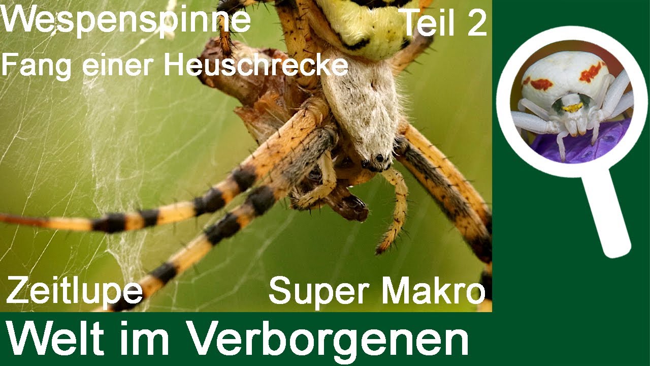 Wespenspinne - Fang und Fraß einer Heuschrecke:  Zeitlupe des Einspinnens, Detailbilder des Fressens