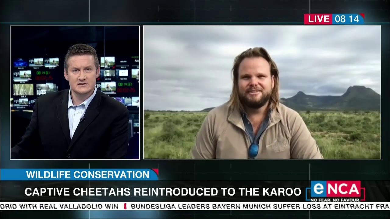 Captive cheetahs reintroduced to the Karoo