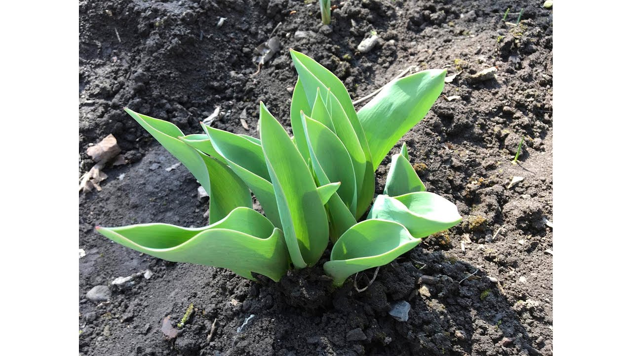 ОГОРОД 11марта 2023 г  GARDEN March 11, 2023