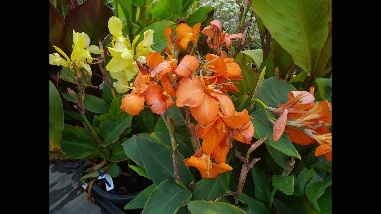 Lily Collection S02E35 - Lily seedpods and flowering perennials in the garden