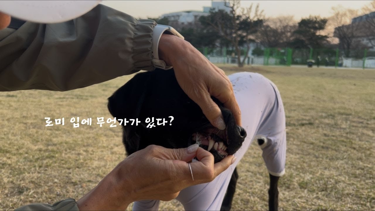 일년내내 털빠지는 진도 친구를 둔 작은 리트리버 로미