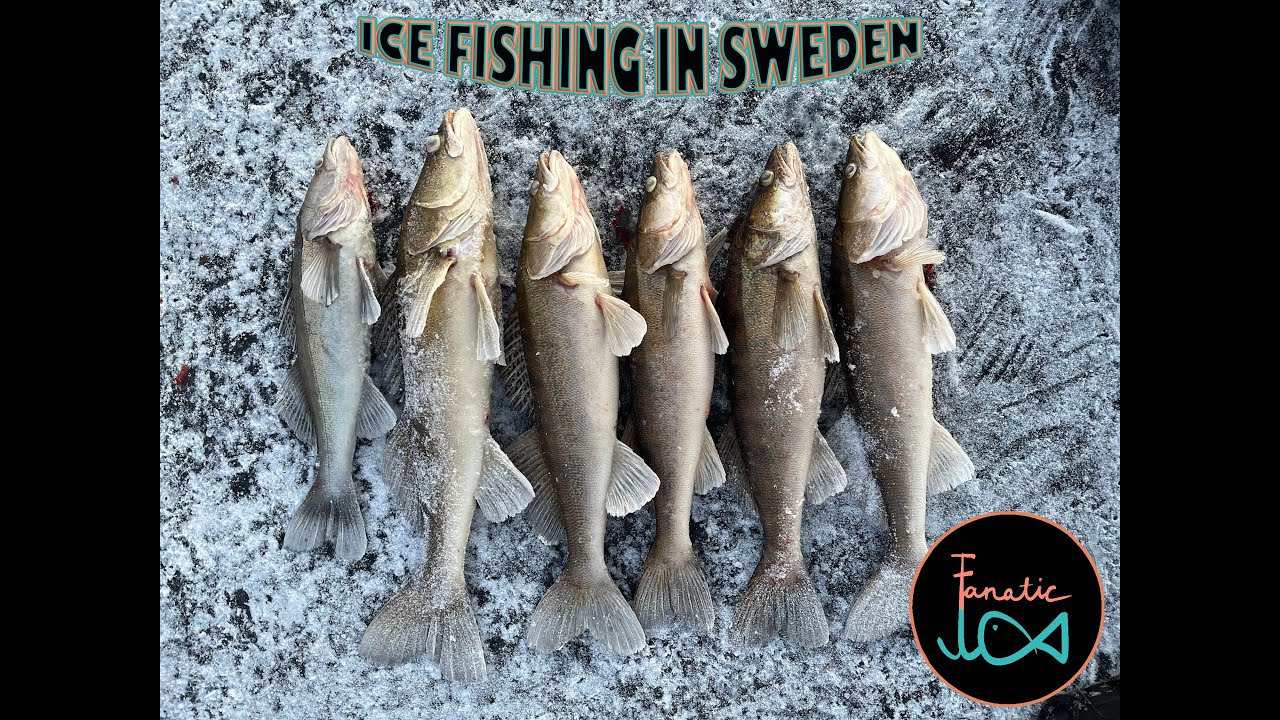 Ice Fishing Zander MAYHEM With Tip-Ups!