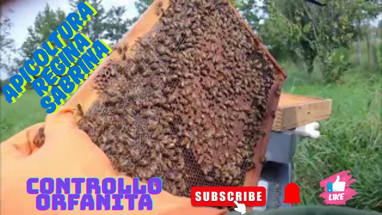 apicoltura 2025 : e le casse orfane????