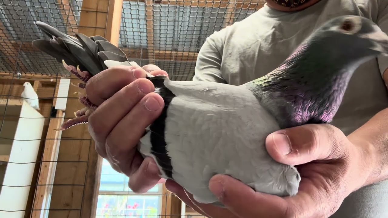 2026 racing Pigeon pairing ￼