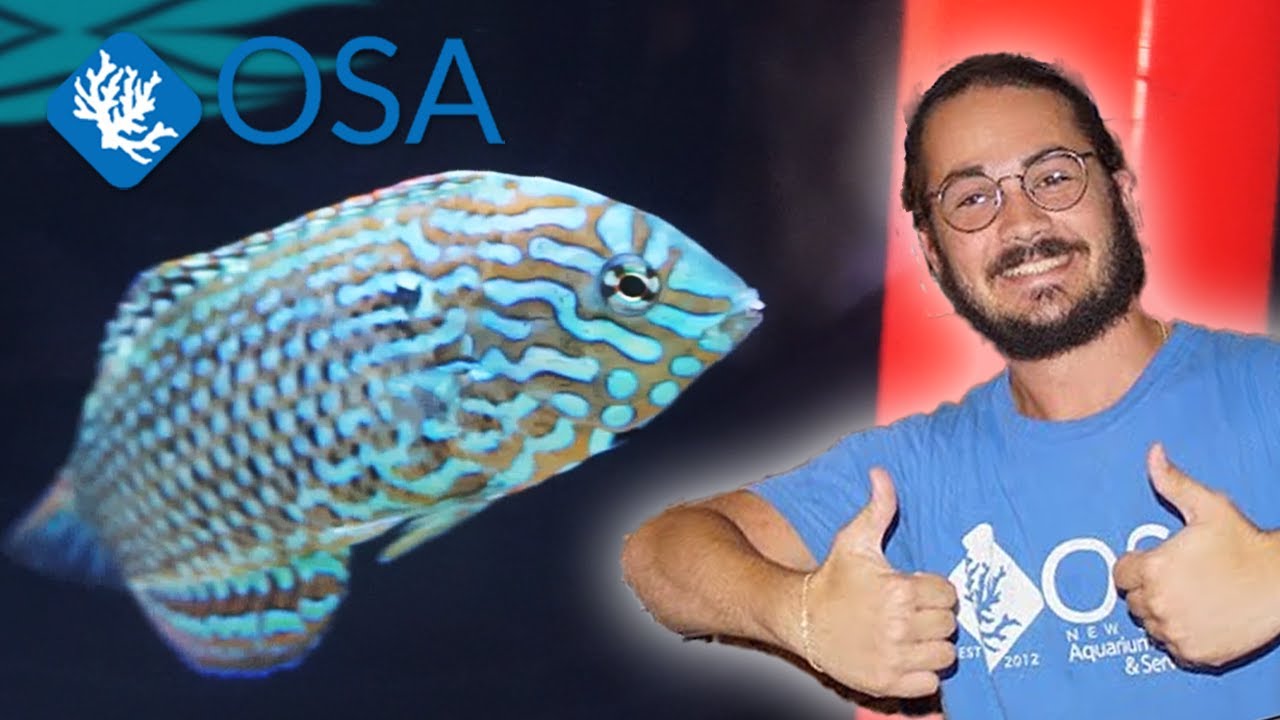 The Legendary Leopard Wrasse