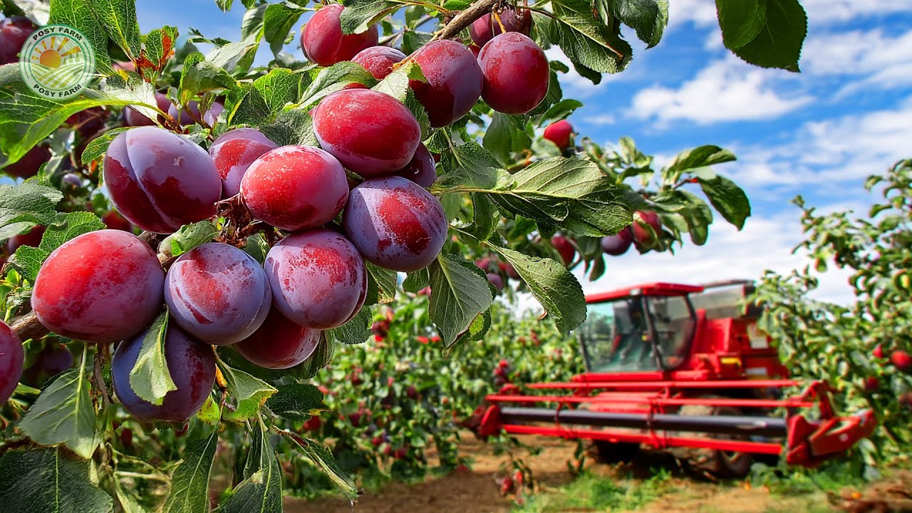 How US Farmers Harvest Billions of Plums for Prune Production | Farming Documentary