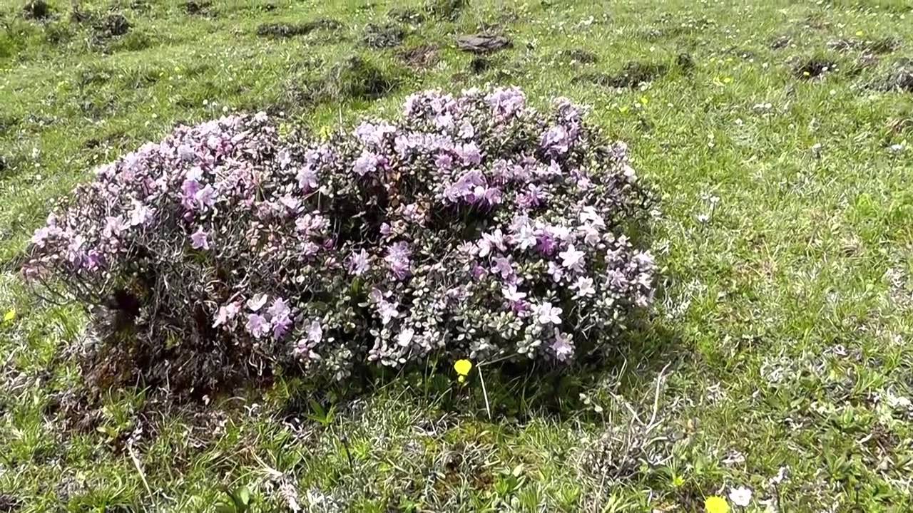 Alpine flowers of Sichuan, China - Snow Mountain Pass (雪山梁)