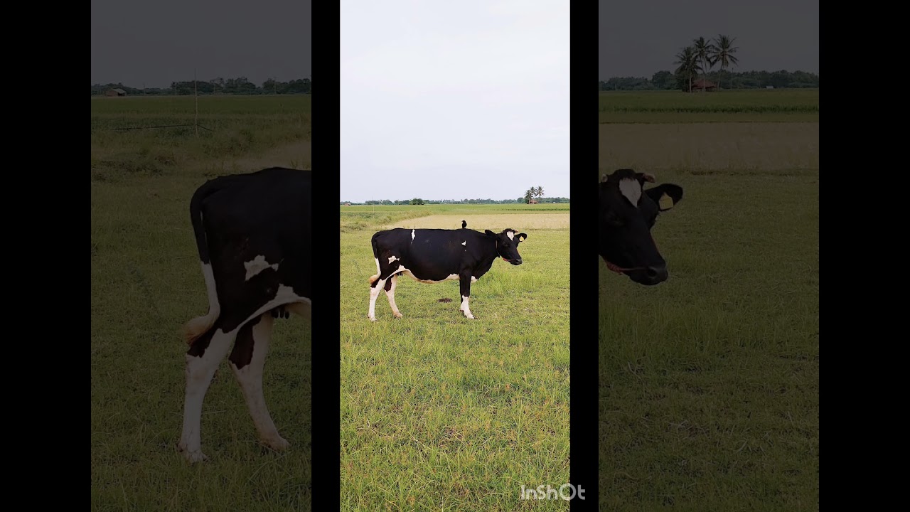 📱🌿இயற்கை /🏊𝙊𝙪𝙧 𝙑𝙞𝙡𝙡𝙖𝙜𝙚𝙡𝙞𝙛𝙚 🌱 #tamil #nature #shorts #shortsfeed #trending #youtubeshorts#song#shorts