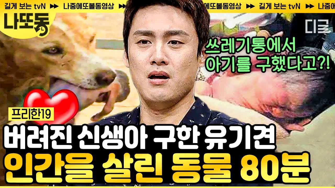 [#프리한19] (70분) 놀라운 능력을 가진 똑똑한 동물들?! 보기만 해도 힐링 되는 전 세계 반려동물🐶 이색 사건 모음 | #나중에또볼동영상