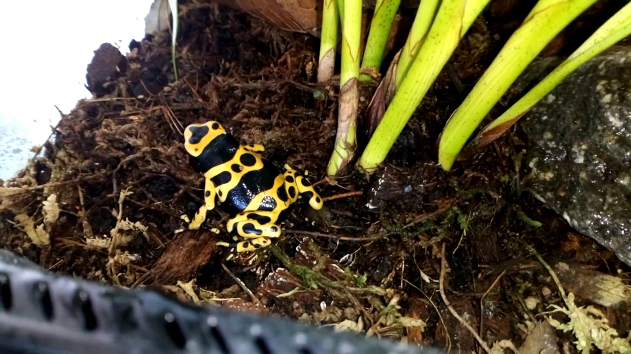 Maintien de mes dendrobates leucomelas