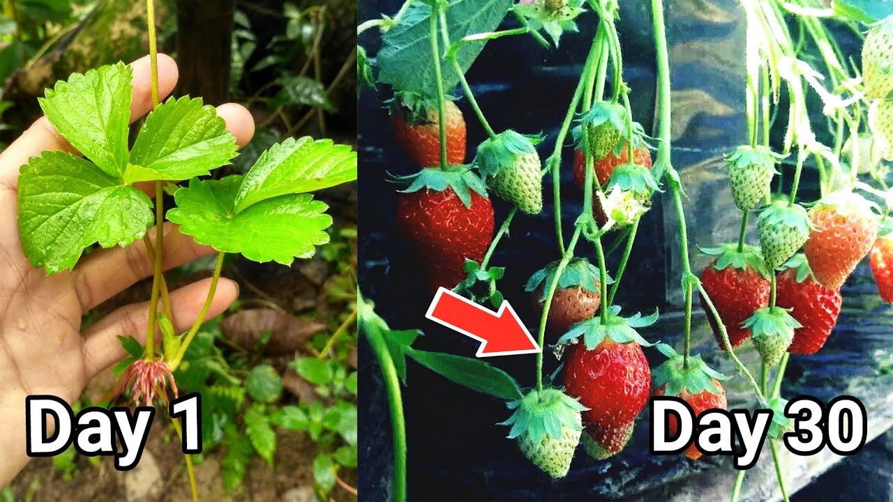 Cara Menanam Strawberry Dari Sulur Sampai Berbuah 🍓