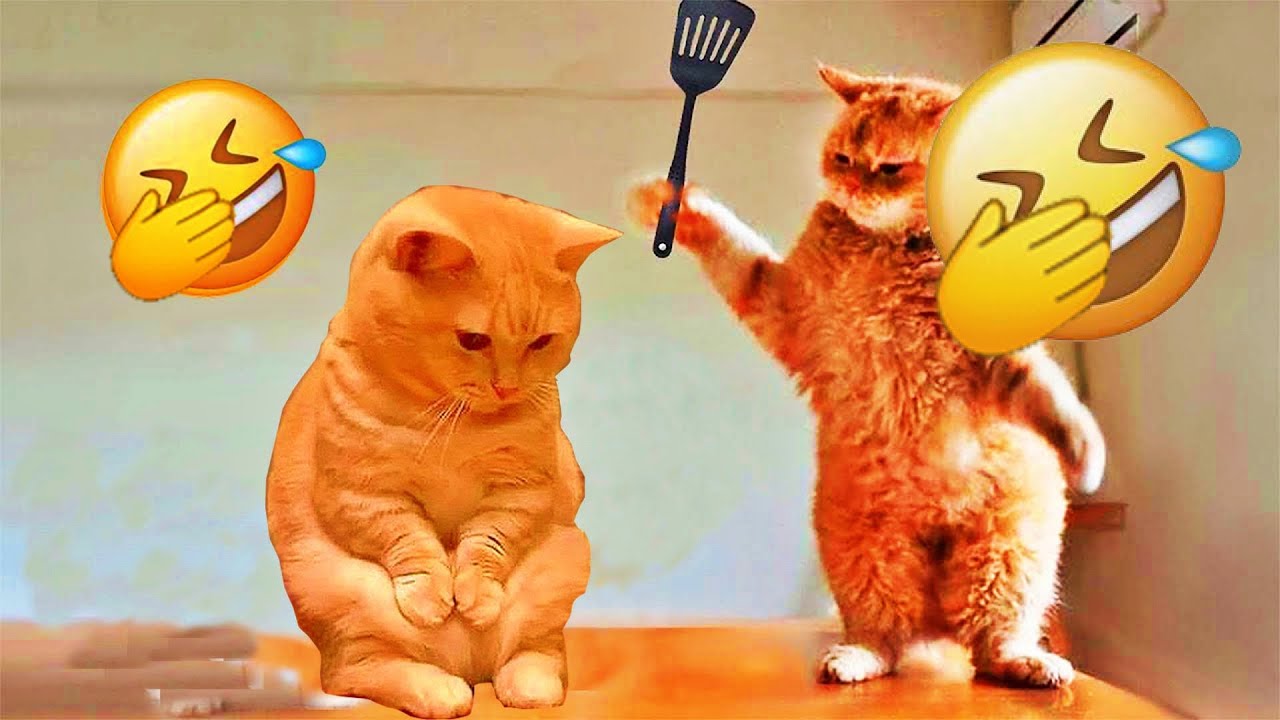 You Laugh You Lose😍Funniest Dogs and Cats 2026😻🐶